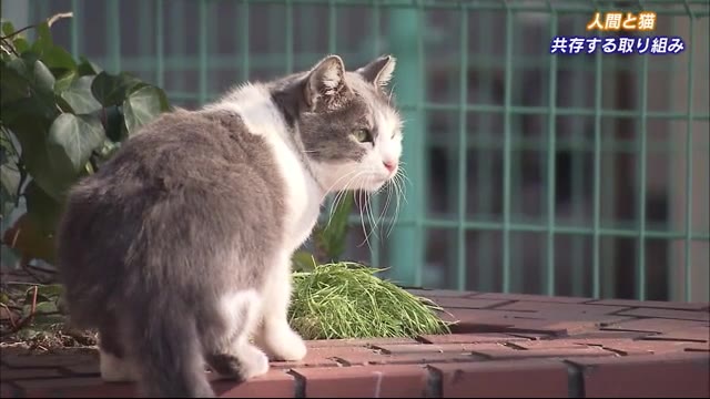 野良ネコと人間が共存 地域猫活動 を続ける女性 広島 広島ニュースtss Tssテレビ新広島 野良ネコと人間が共存 地域猫活動 を続ける女性 広島 広島ニュースtss Tssテレビ新広島