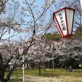比治山公園の桜 アナブログ 棚田徹 Tssテレビ新広島 比治山公園の桜 アナブログ 棚田徹 Tssテレビ新広島