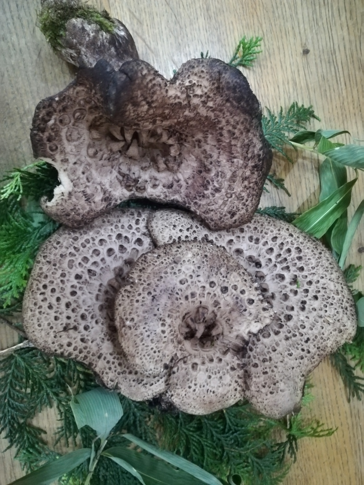 大特価放出 香茸 野菜 Cft Hammamet Com