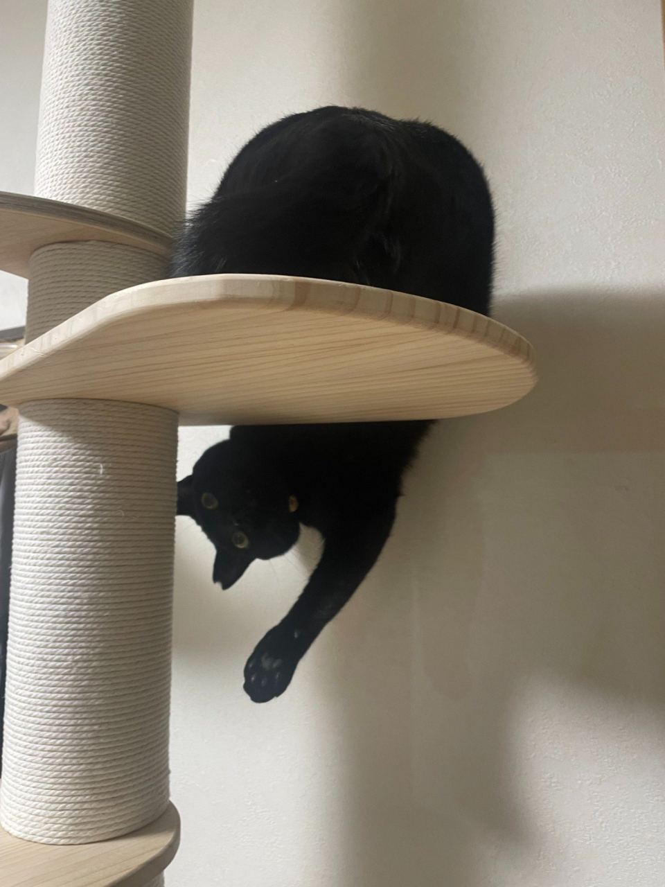 まさき