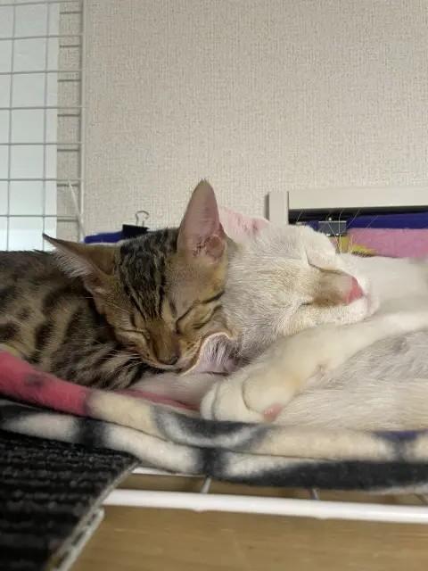 だいやママ