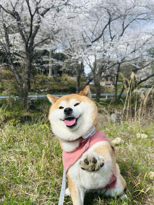 ちぃＺ
