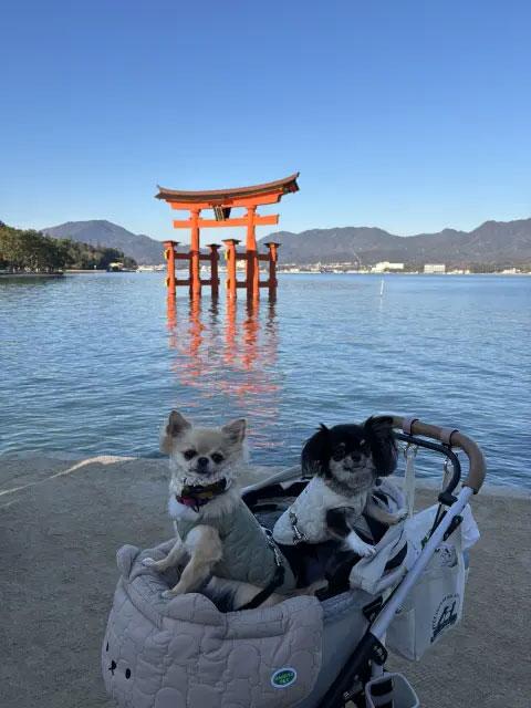 きなあず