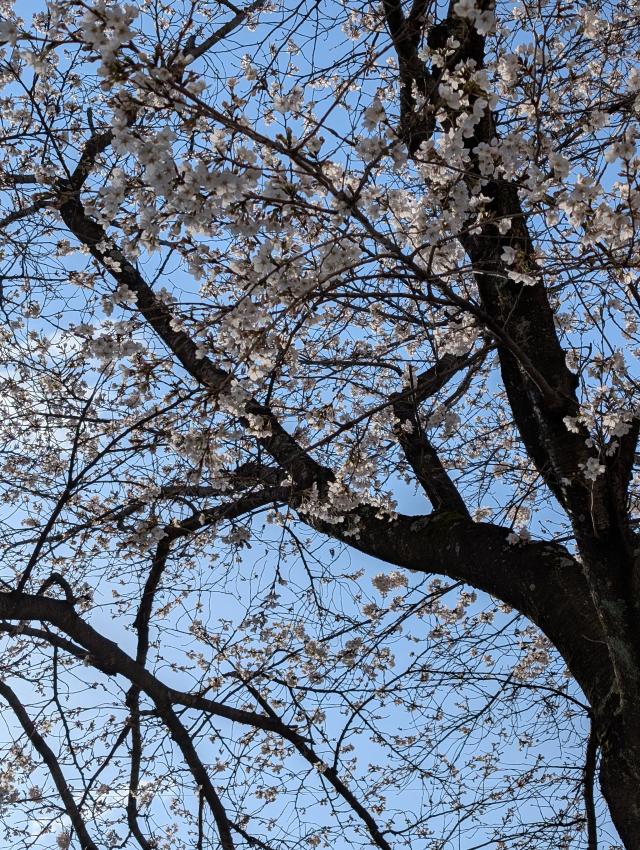 聖