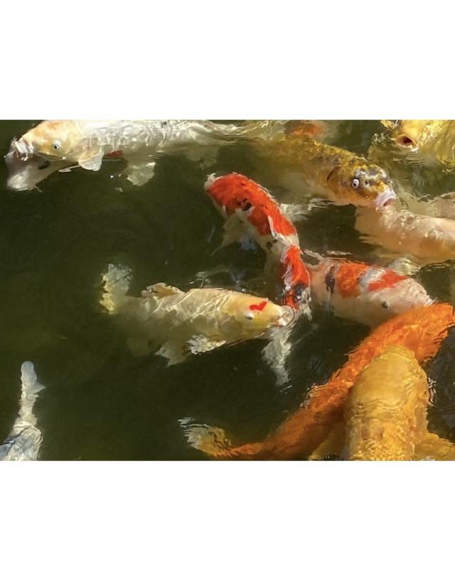 ハートひらり