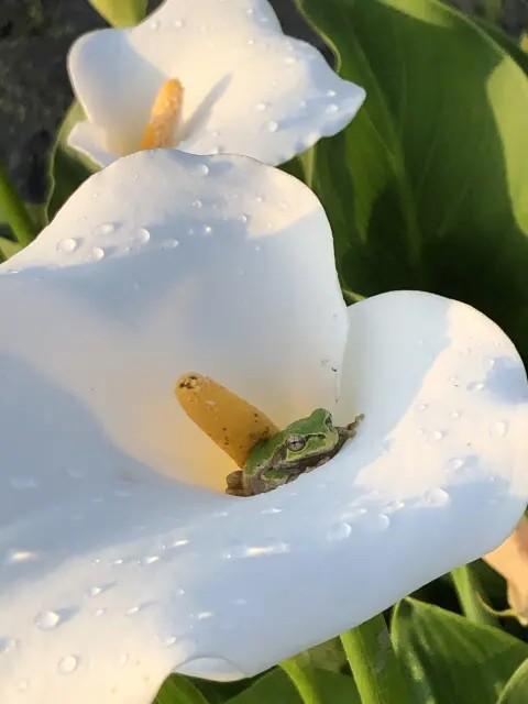 新米おばあちゃん