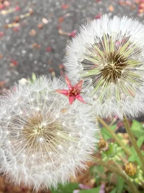 新米おばあちゃん