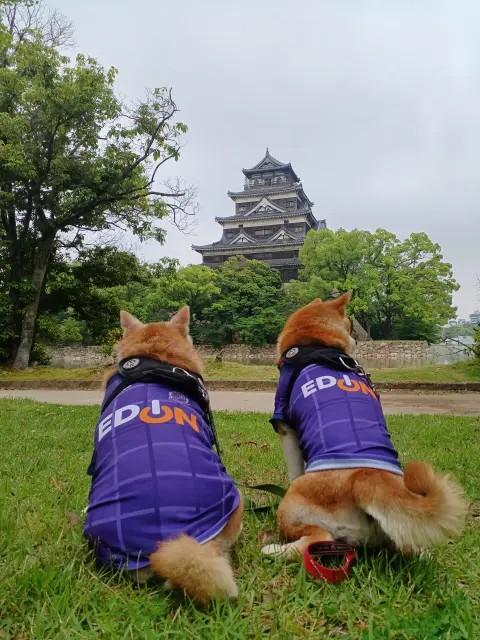 わさび、はな　の　ぱぱさん