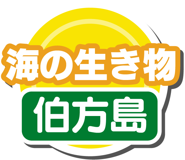 海の生き物(伯方島)