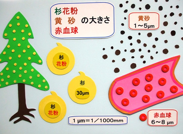 スギ花粉 黄砂 赤血球の大きさ お天気キャスターブログ Tssテレビ新広島