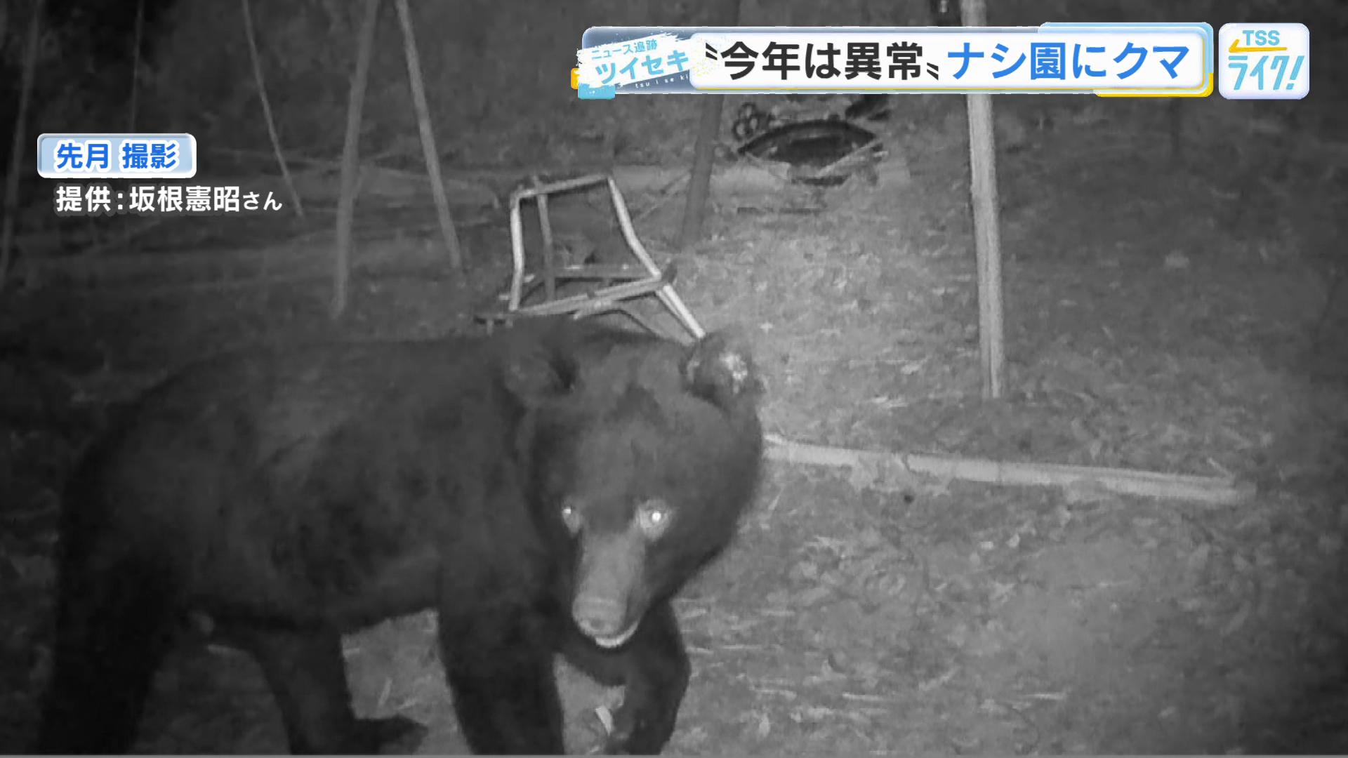 ナシ農家が悲鳴！クマが食い荒らす カメラがとらえた衝撃の直立シーン