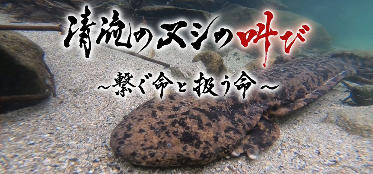 清流のヌシの叫び~繋ぐ命と扱う命~